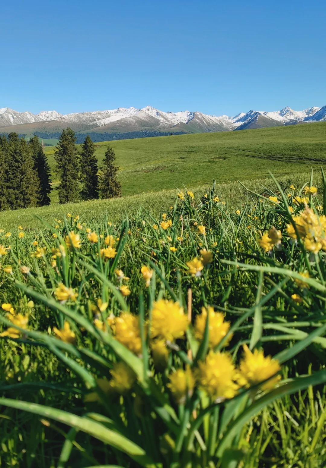 「拼小团」春日来信｜伊犁探春环线8天
