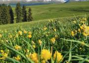 「拼小团」春日来信｜伊犁探春环线8天