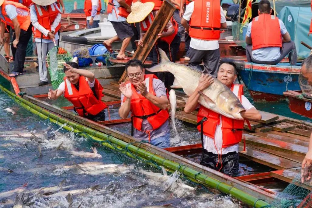 「河源·万绿湖」千鱼齐跃，百舸争流·中国好水·2026万绿湖开渔季